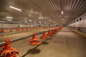 Poultry Lighting System